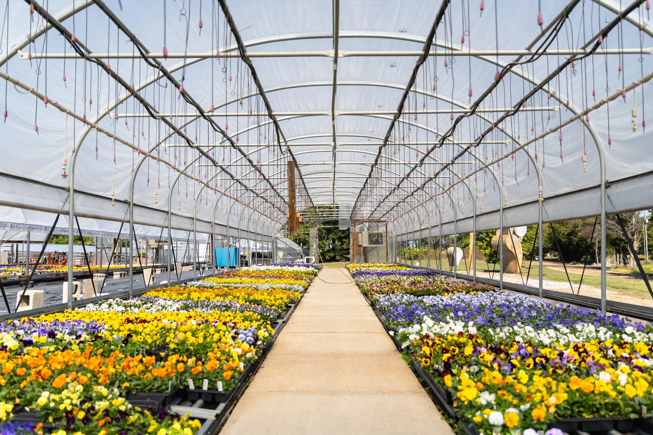 Wide view of a greenhouse or plant growing operation