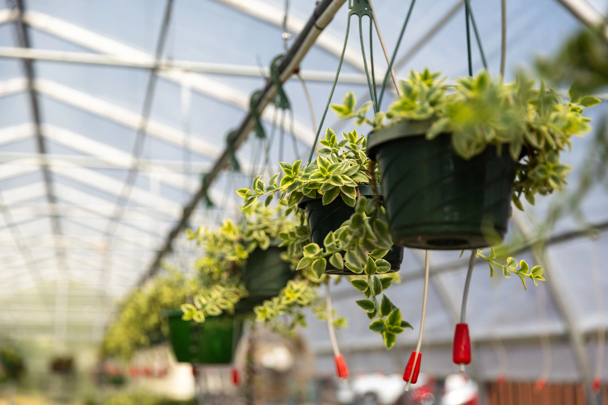 Retail plant merchandising area with hanging greenery