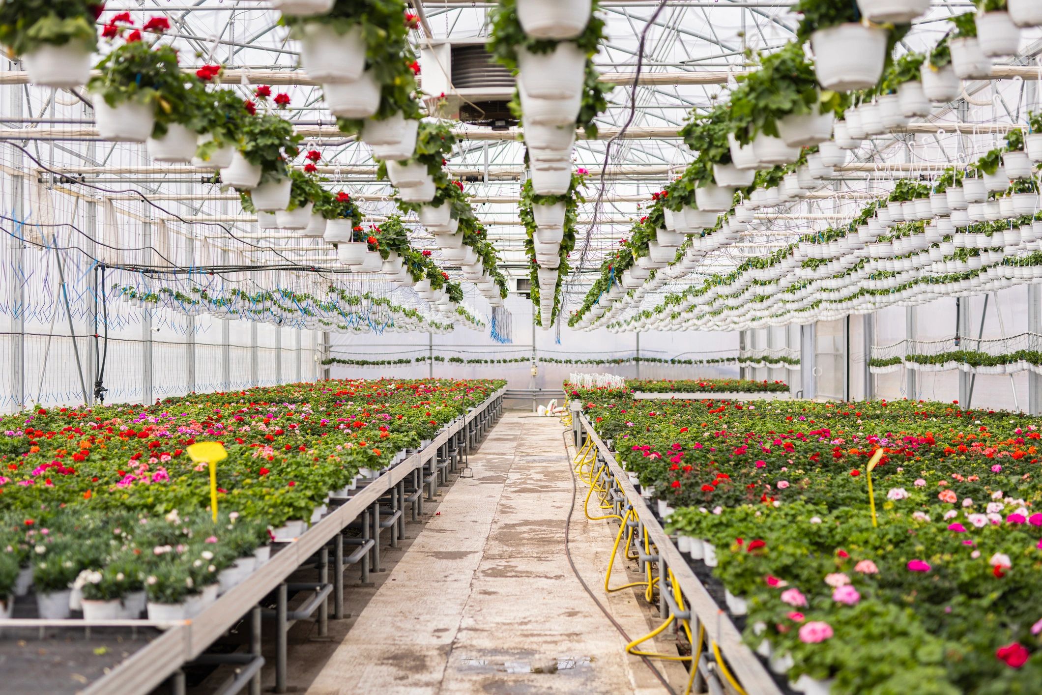 Plants growing in a modern greenhouse representing reliable supply and quality control